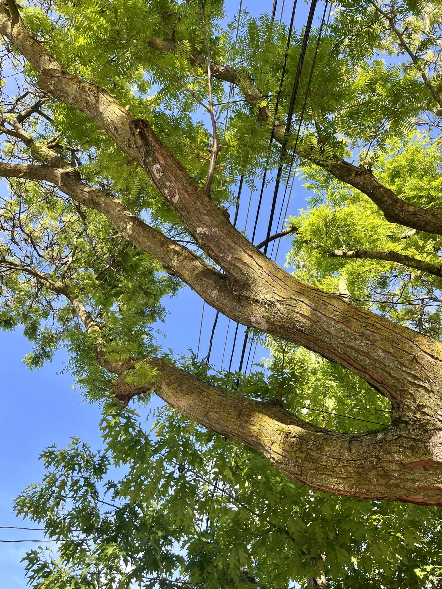 電線付近の伐採事例
