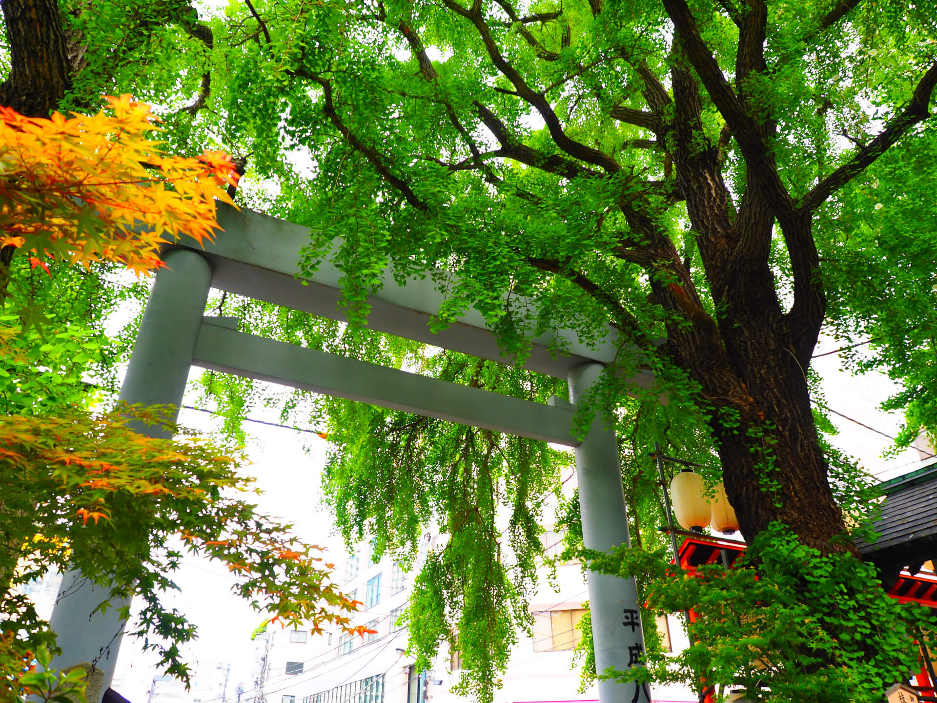 神社での伐採事例